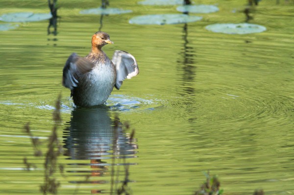little grebe (dabchick) at Woods Mill