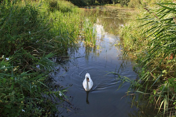 Mute swan at Woods Mill lake