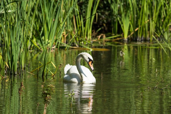 Mute swan at Woods Mill lake
