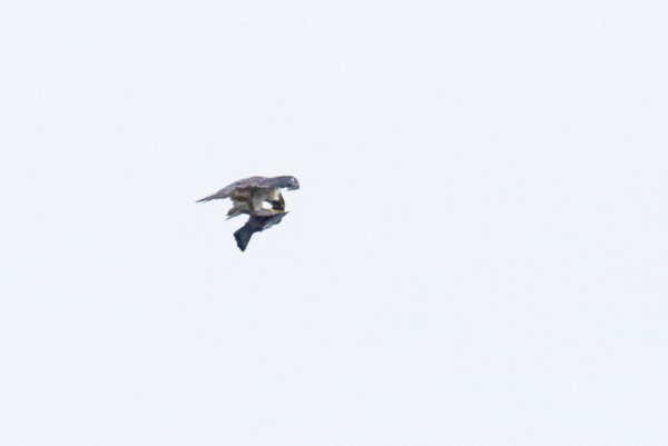 Peregrine falcon and prey