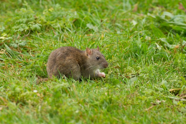 Rat on grass bank at Falmer Pond, East Sussex
