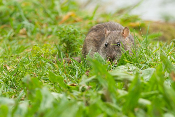 Rat on grass bank at Falmer Pond, East Sussex