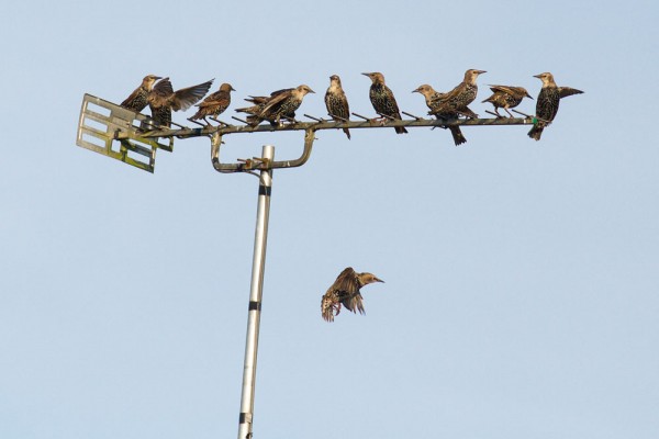 starlings on tv aerial