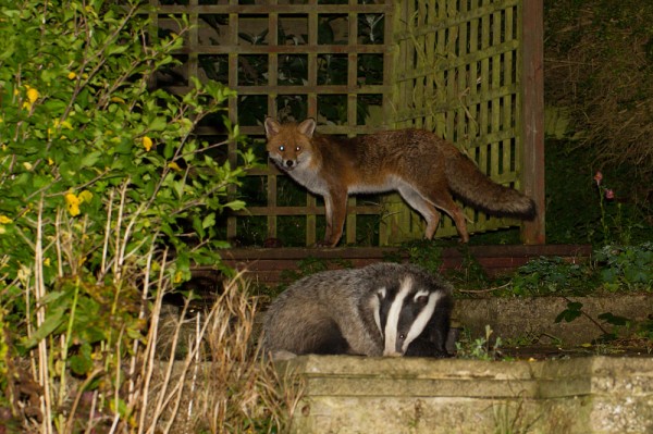 fox and badger