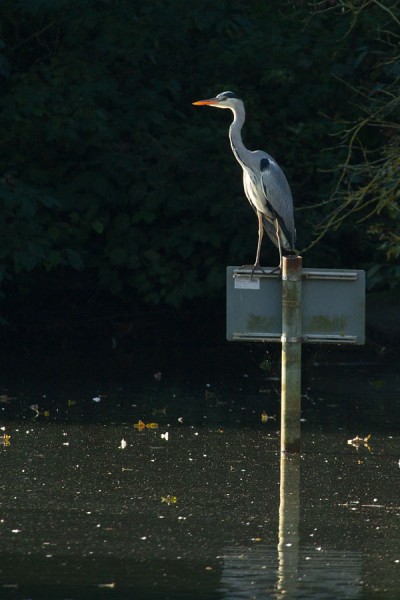 Heron on No Fishing sign 