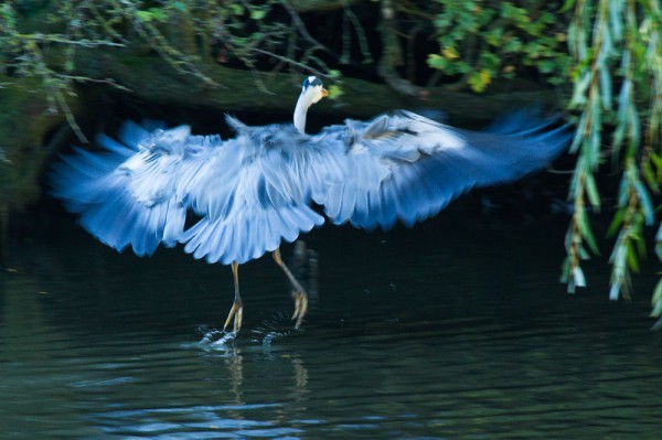 Grey heron - motion blur
