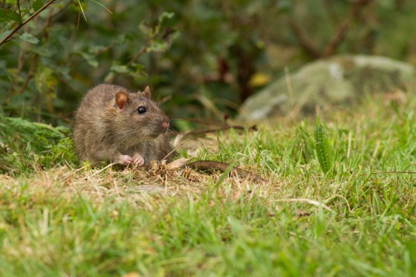 rat on grassy bank