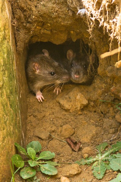 juvenile rats in hole