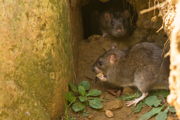 Juvenile rats in hole