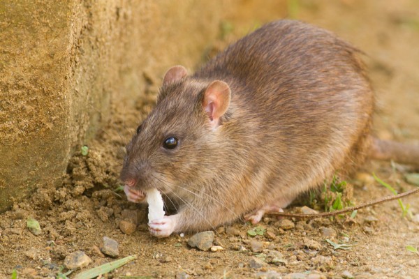 Rat eating bread