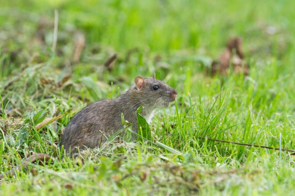 Rat on grassy bank