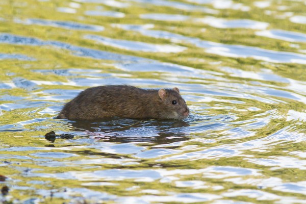 rat in pond