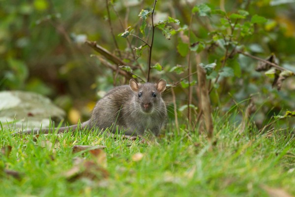 brown rat in undergrowth