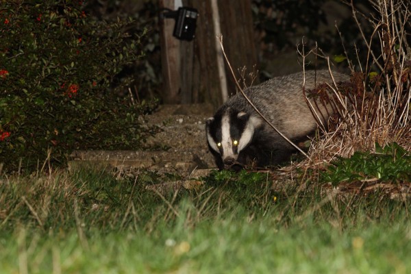 Badger in garden