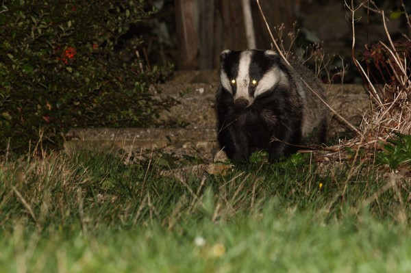 Badger in garden