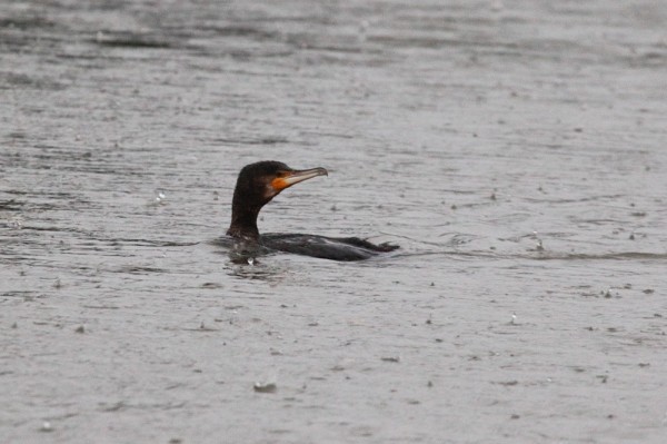 Cormorant in the rain