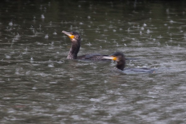 A pair of cormorants