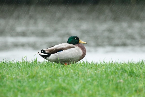 Duck in rain