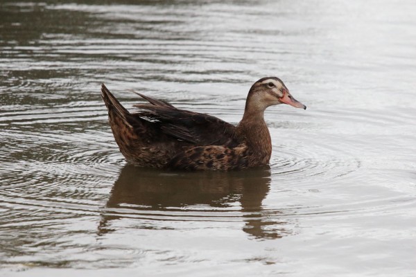 Hybrid Duck (ISO 3200)