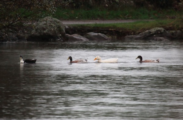 Ducks swimming