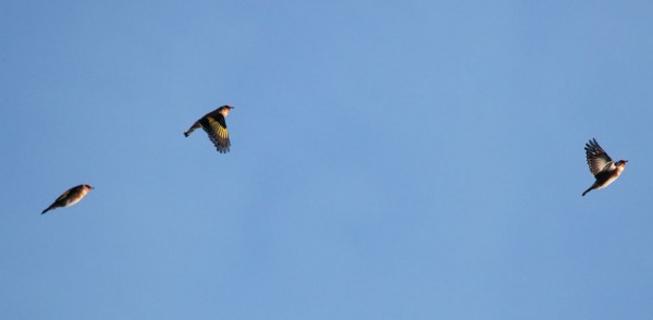 Goldfinches in flight