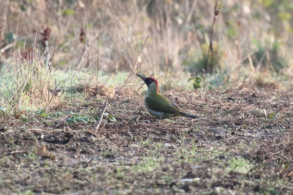 Green woodpecker 