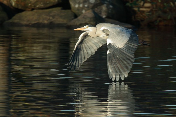 Heron flying low over Falmer Pond