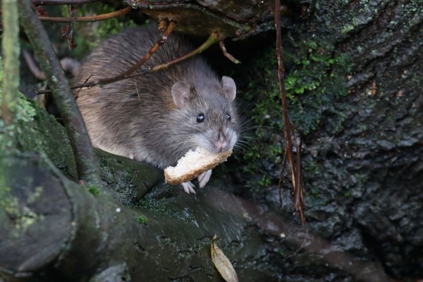 rat and bread