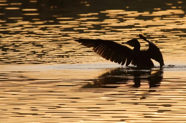 Cormorant at sunrise