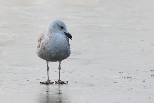 Herring gull on frozen pond