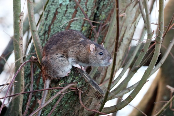 Rat on tree stump