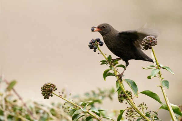 Blackbird eating a berry