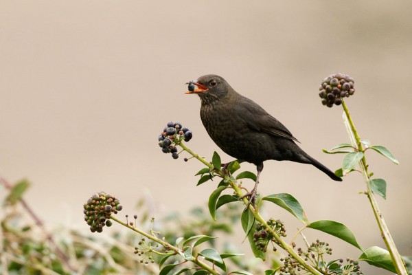 Blackbird eating a berry