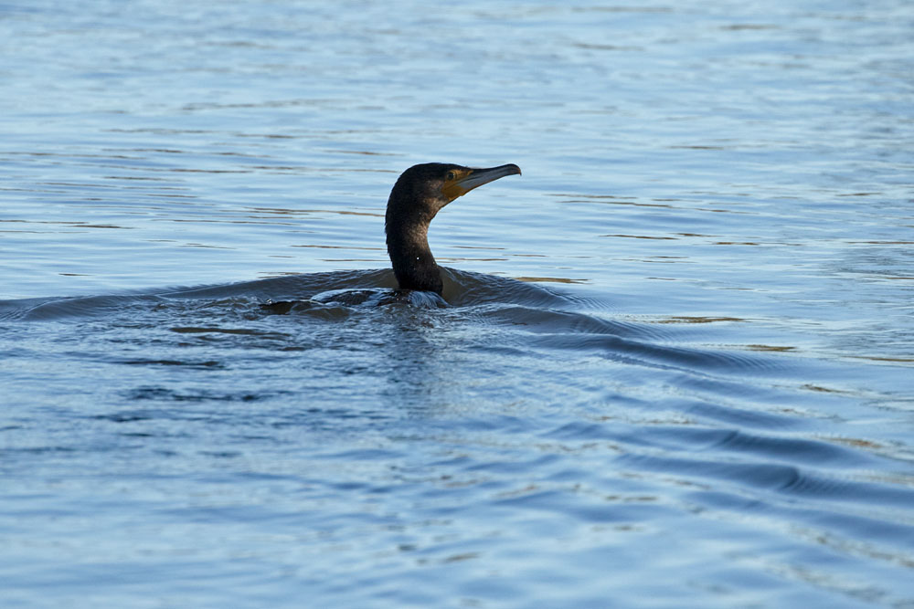 British Coastal Birds Everything is Permuted