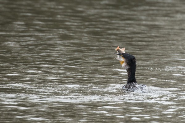 Cormorant with fish