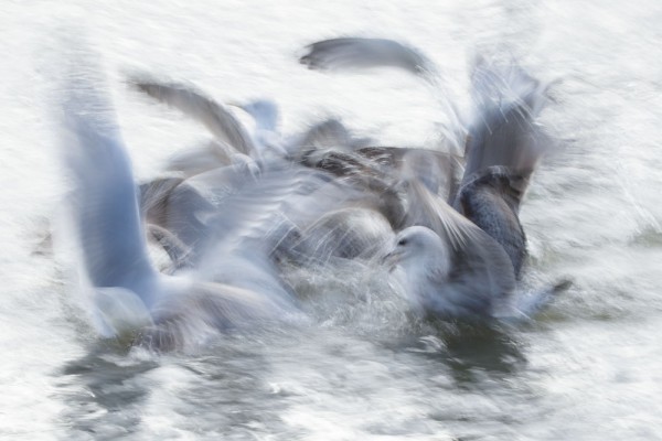 Motion blur gulls at Falmer