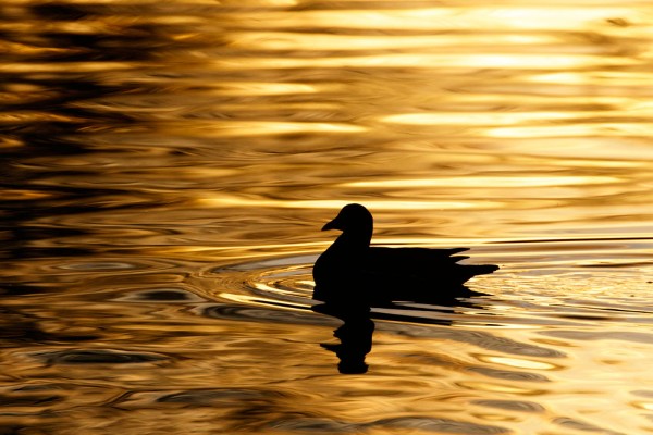 Moorhen silhouette on golden pond