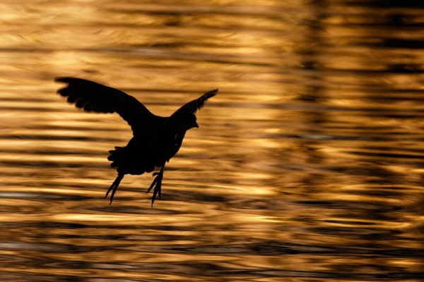 Moorhen silhouette on golden pond