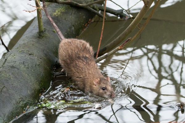 rat entering the water