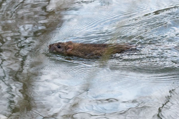 Rat swimming