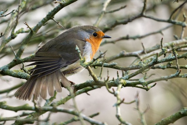 Robin stretching its wing