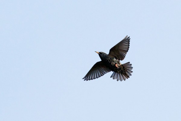 Starling in flight