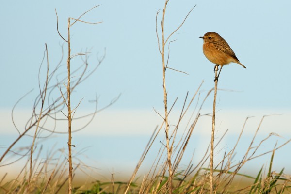 Stonechat flying down from its perch
