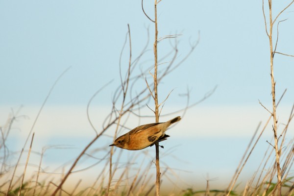 Stonechat flying down from its perch