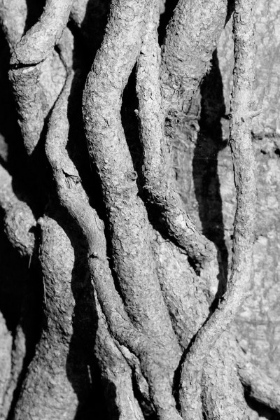 tree detail
