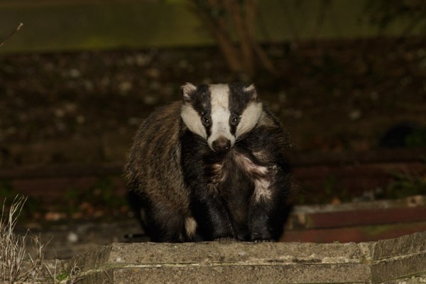 Badger in the garden