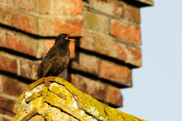 Blackbird on roof