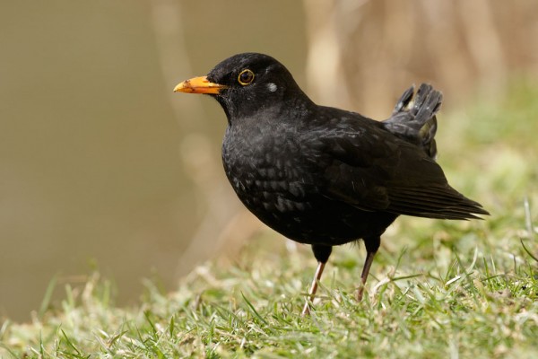 Blackbird with missing tail feathers