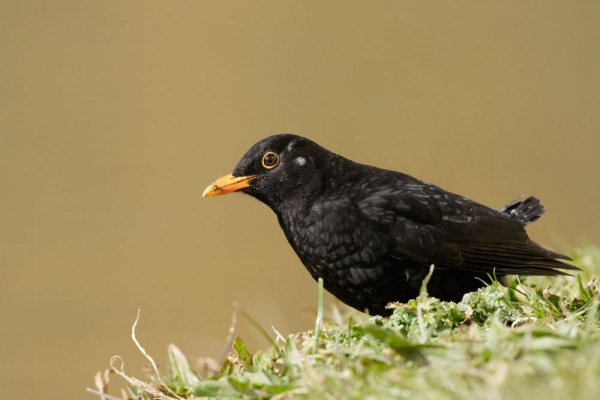 Blackbird with missing tail feathers