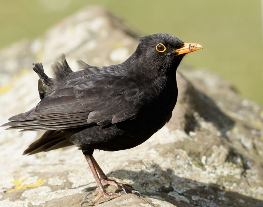 A Short Tail and other birds Everything is Permuted